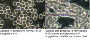 Acqua alcalina e sistema circolatorio