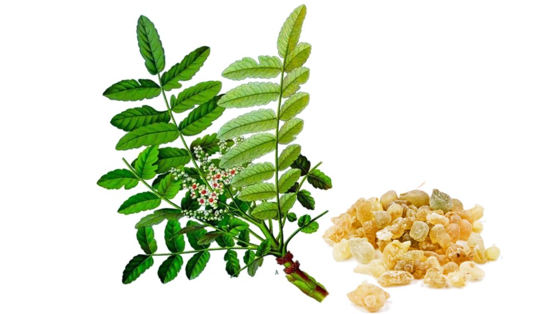 Boswellia - Coral Boswellia