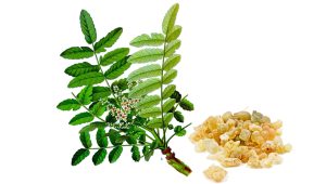 Boswellia - Coral Boswellia